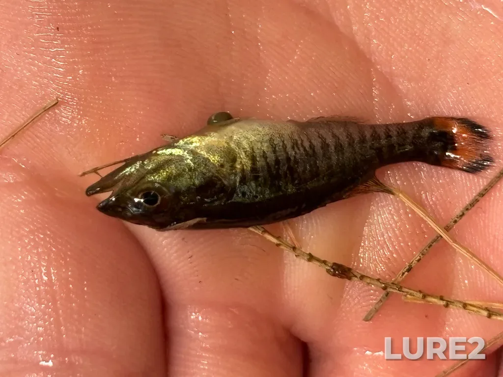 Smallmouth bass — Restoule River, Jul 22, 2025, 12:47 PM