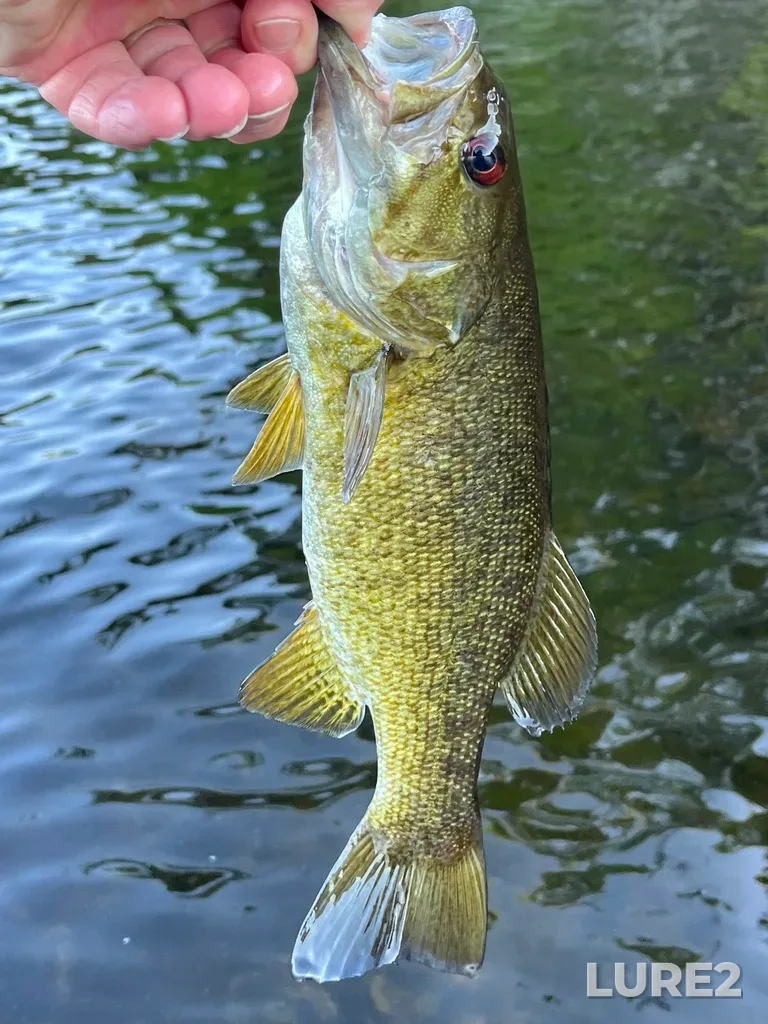 Smallmouth bass — Fancy Lake, Jun 03, 2025, 7:36 PM