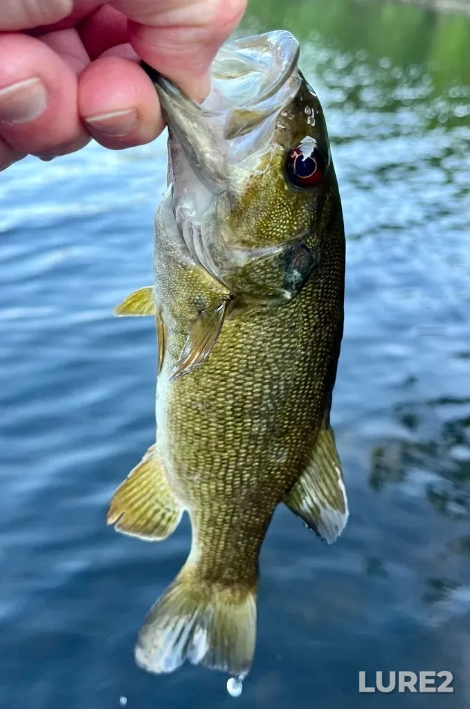 Smallmouth bass — Fancy Lake, Jun 03, 2025, 8:07 PM