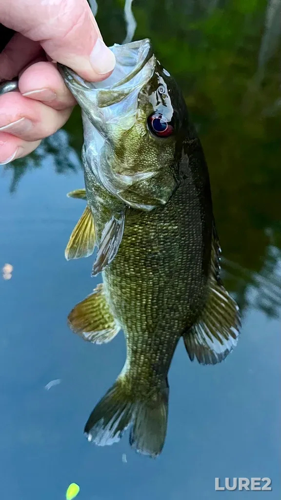 Smallmouth bass — Fancy Lake, Jun 04, 2025, 8:58 PM