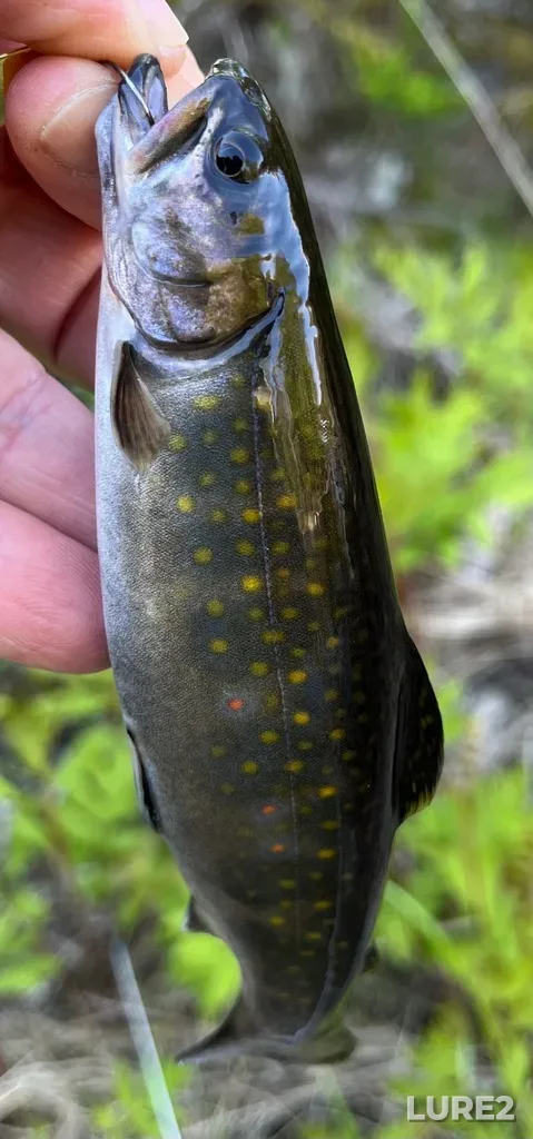 Brook trout — Woodens River, May 27, 2025, 5:13 PM
