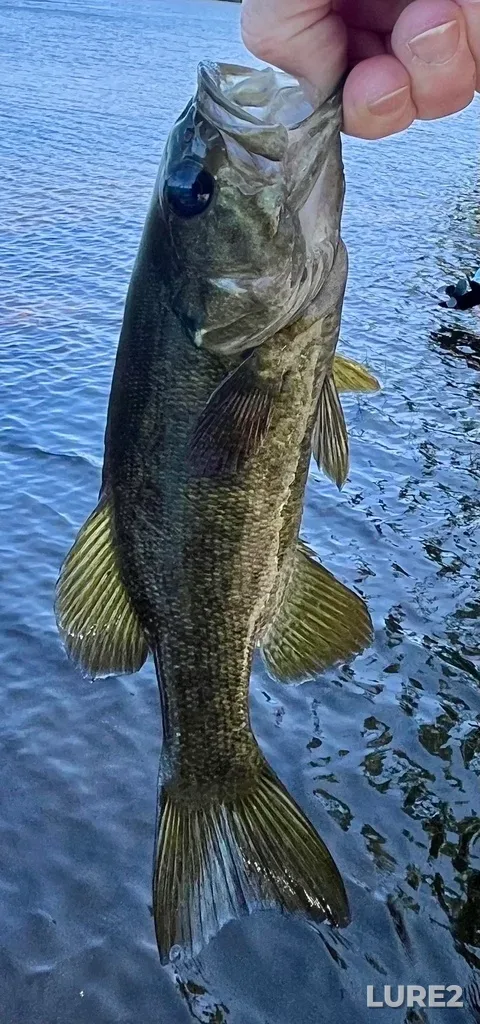 Smallmouth bass — Fancy Lake, Jun 21, 2025, 3:48 PM