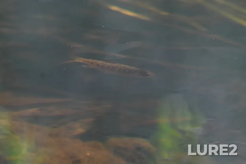 Coho salmon — Lillooet River, Jul 22, 2025, 3:18 PM
