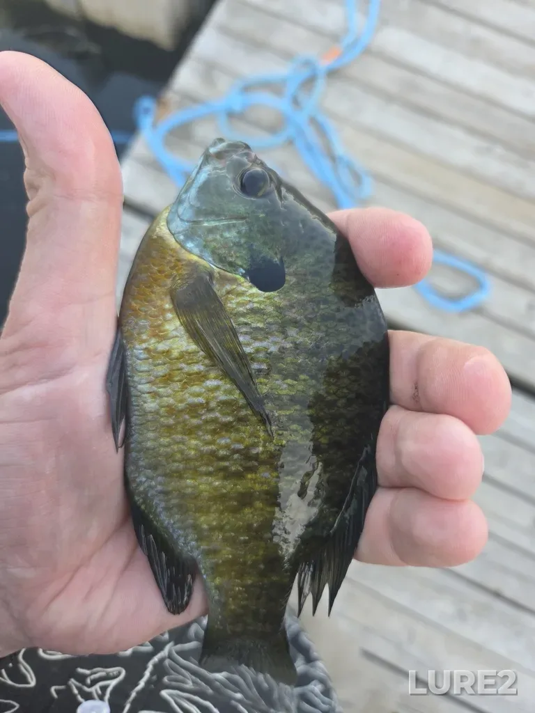 Bluegill — Six Mile Lake, Jul 23, 2025, 7:57 PM