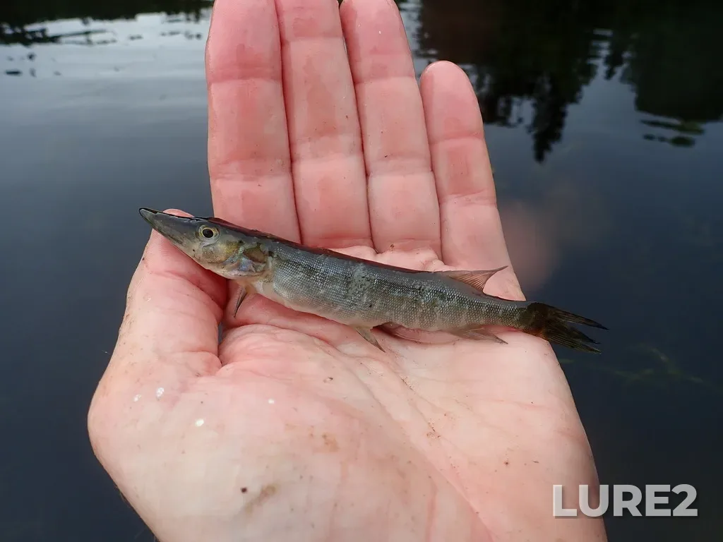 Pike — Namewaminikan River, Jul 22, 2025, 7:54 AM