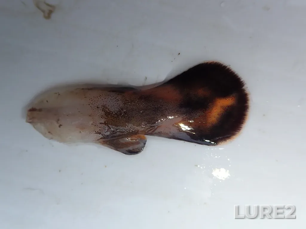 Burbot — Namewaminikan River, Jul 23, 2025, 11:07 AM