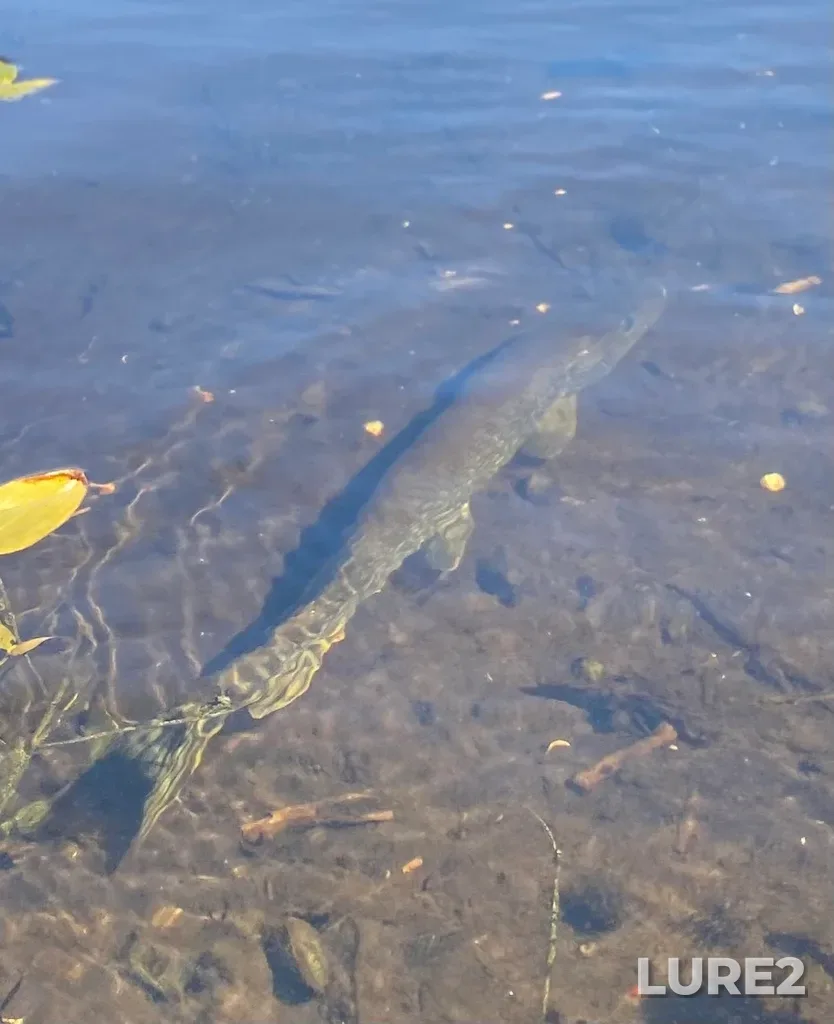 Pike — Whirlpool Lake, Jul 25, 2025, 11:46 AM