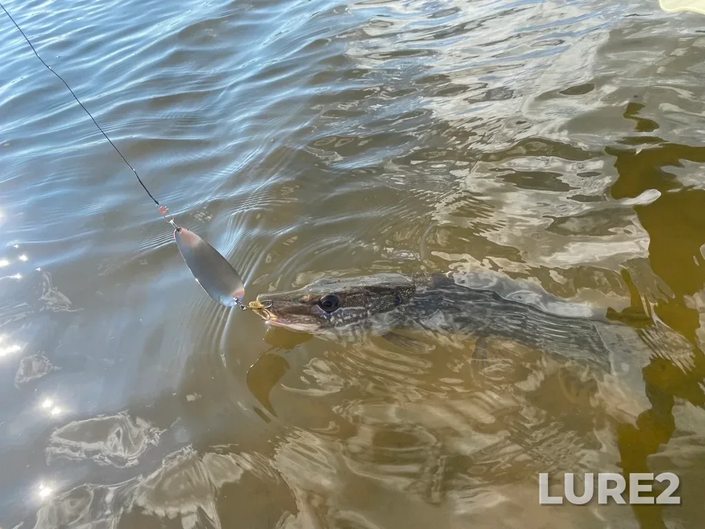 Pike — Whirlpool Lake, Jul 25, 2025, 9:12 AM