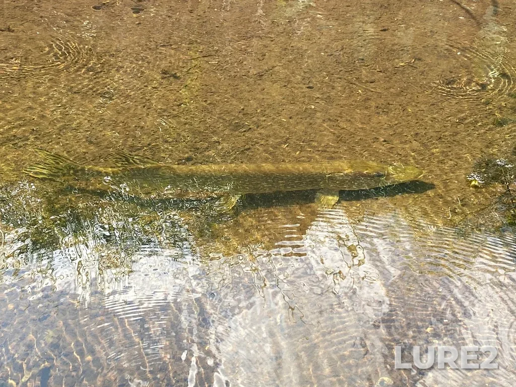 Pike — Whirlpool Lake, Jul 25, 2025, 1:17 PM