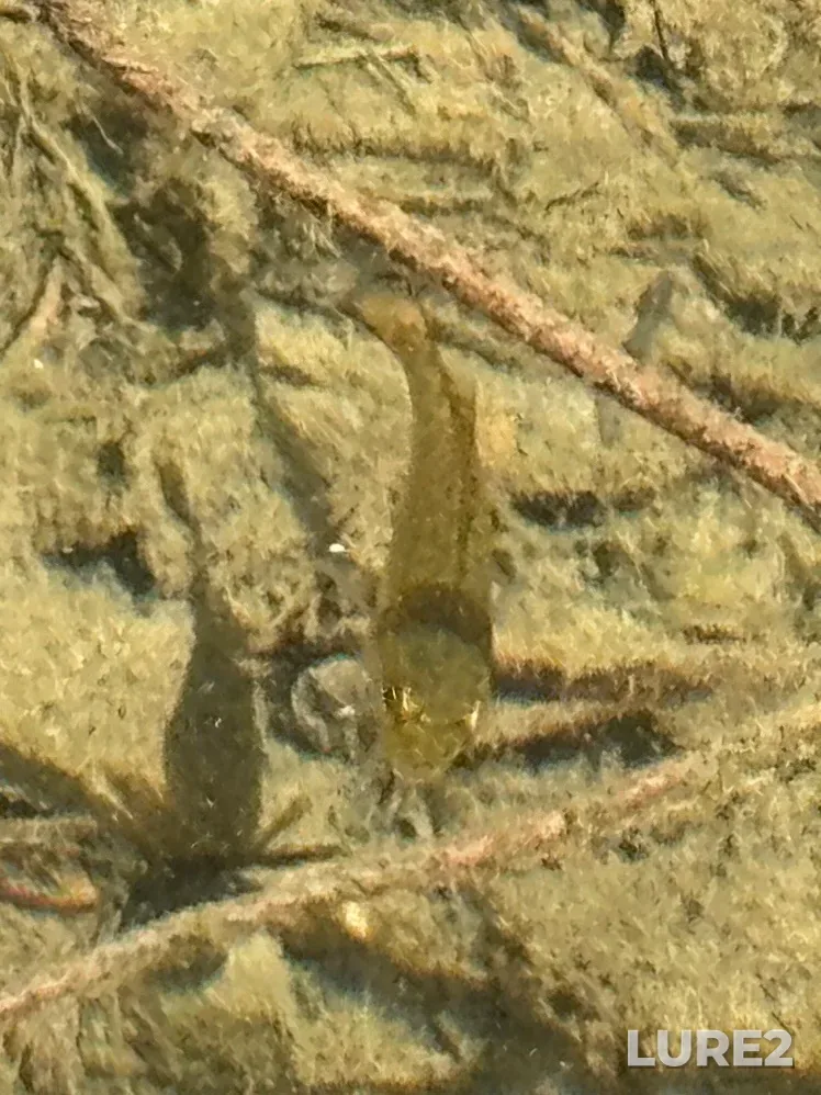 Smallmouth bass — Durrance Lake, Jul 25, 2025, 1:58 PM