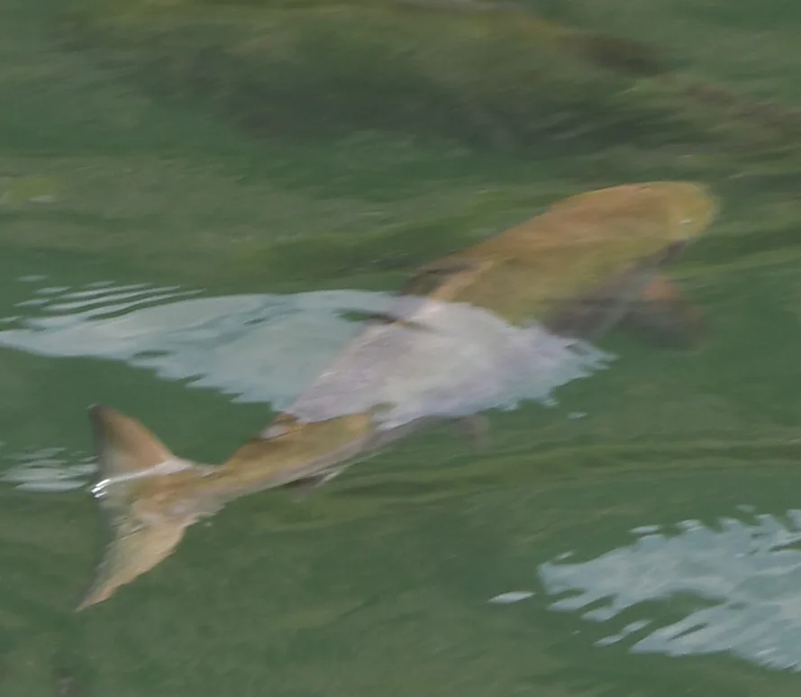 Sockeye salmon — Bridge River, Jul 19, 2025