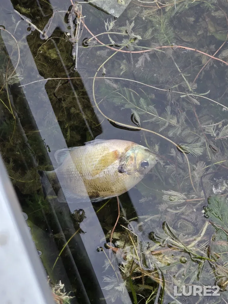 Bluegill — Pond Mills - South Pond, Jul 26, 2025, 8:19 PM
