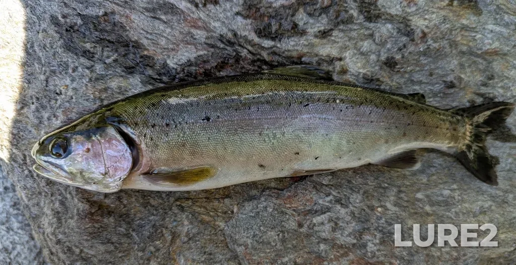 Rainbow trout — Niskonlith Lake, Jul 26, 2025, 10:38 AM