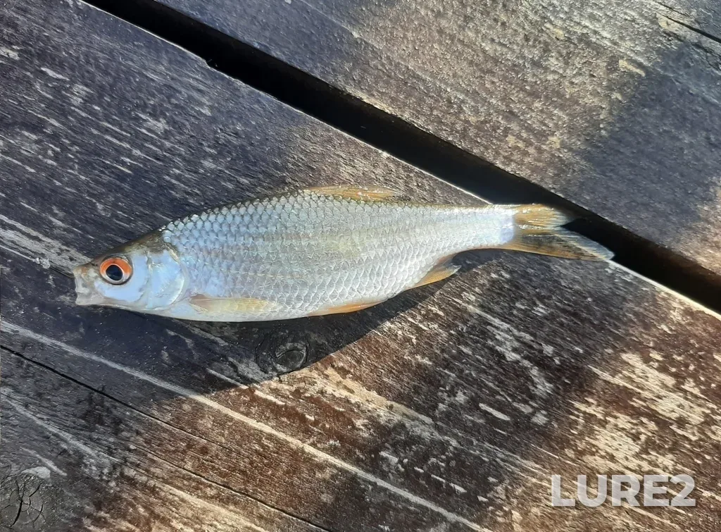 Roach — Ispol, Jul 29, 2025, 6:08 PM