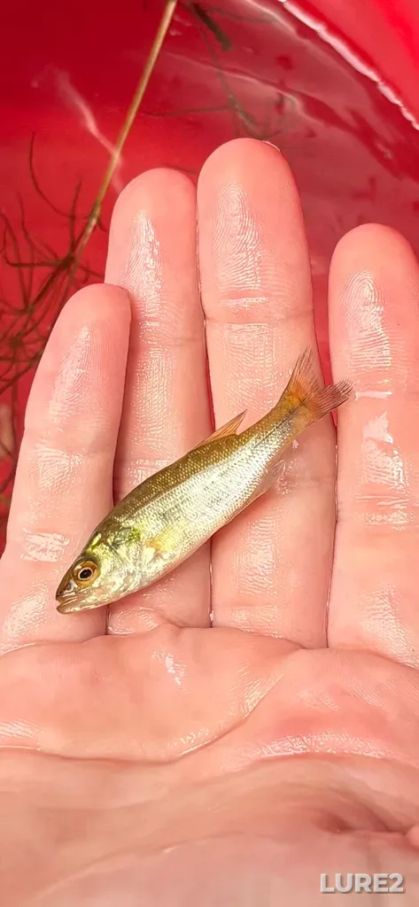 Largemouth bass — Miskwabi Lake, Jul 29, 2025, 1:29 PM
