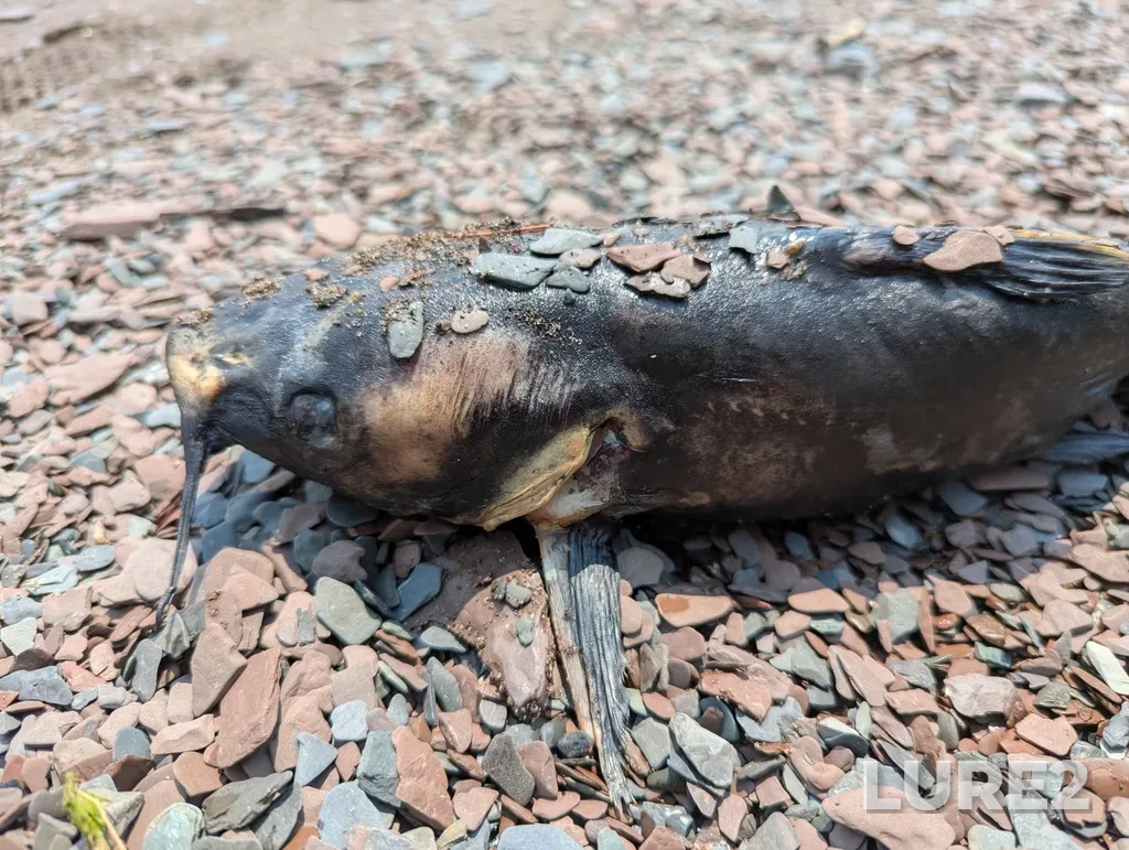 Channel catfish — Rivière du Cap Rouge, Jul 02, 2025, 2:01 PM
