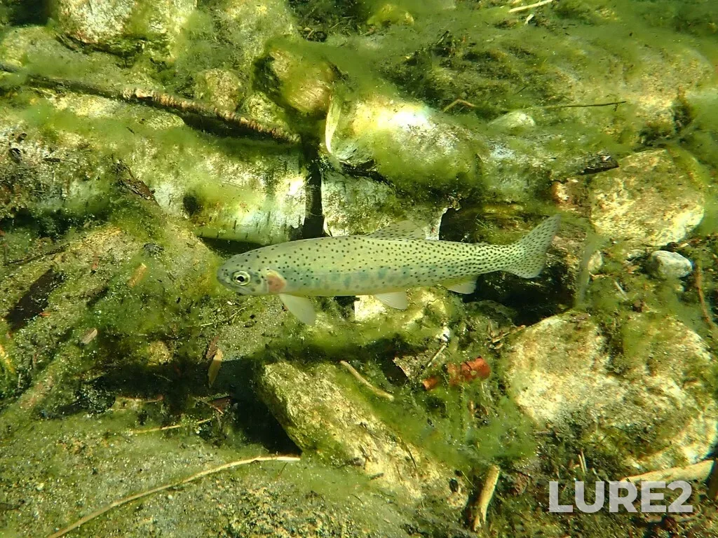 Cutthroat trout — Norns Creek, Jul 29, 2025, 8:17 AM