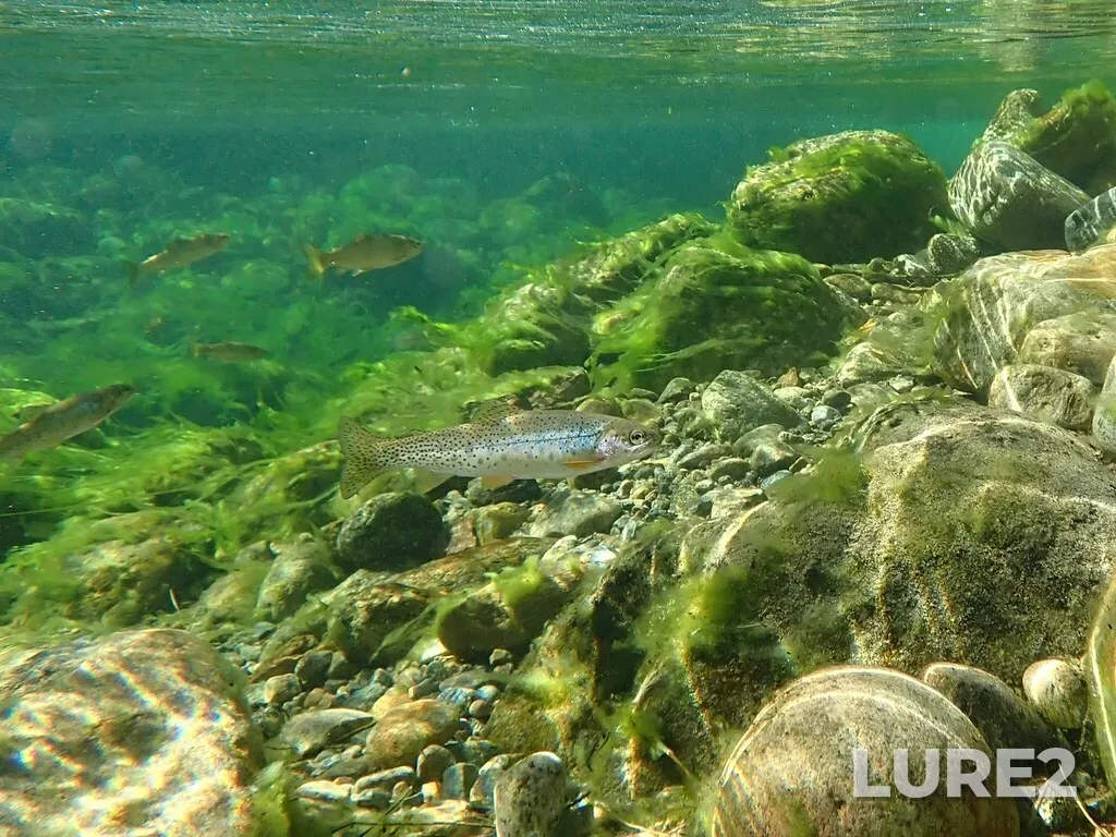 Cutthroat trout — Norns Creek, Jul 29, 2025, 8:17 AM