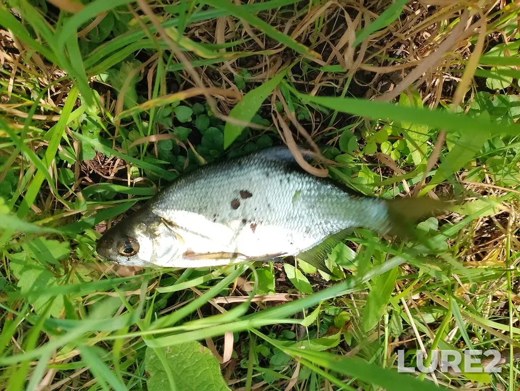 Bream — Don, Jul 31, 2025, 12:42 PM