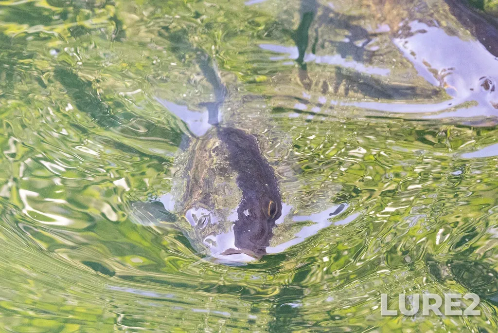 Carp — Rouge River, Jul 28, 2025, 2:32 PM