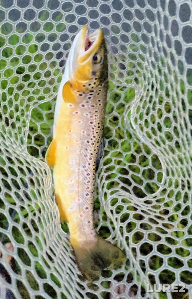 Brown trout — Dogpound Creek, Aug 02, 2019, 9:54 PM