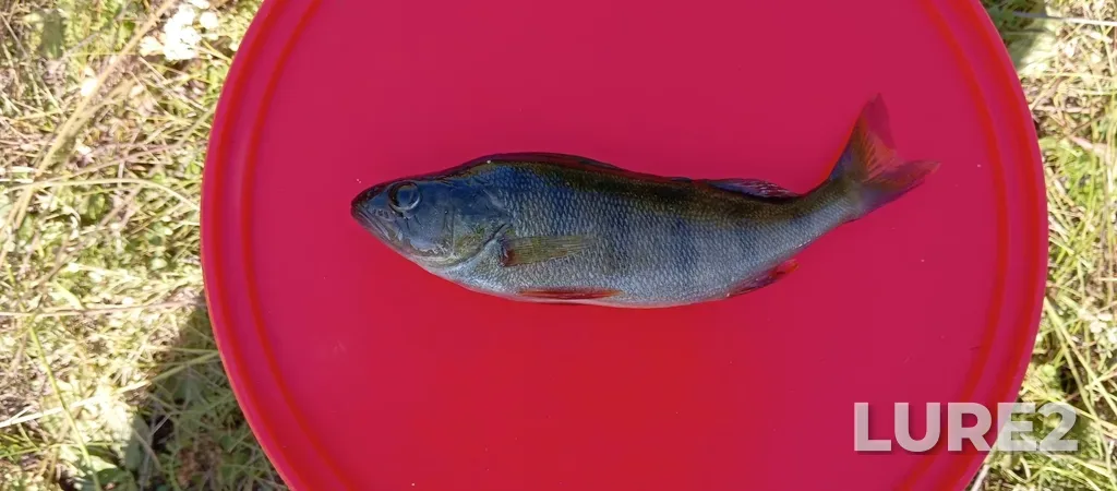 Perch — Turya, Aug 01, 2025, 9:54 AM