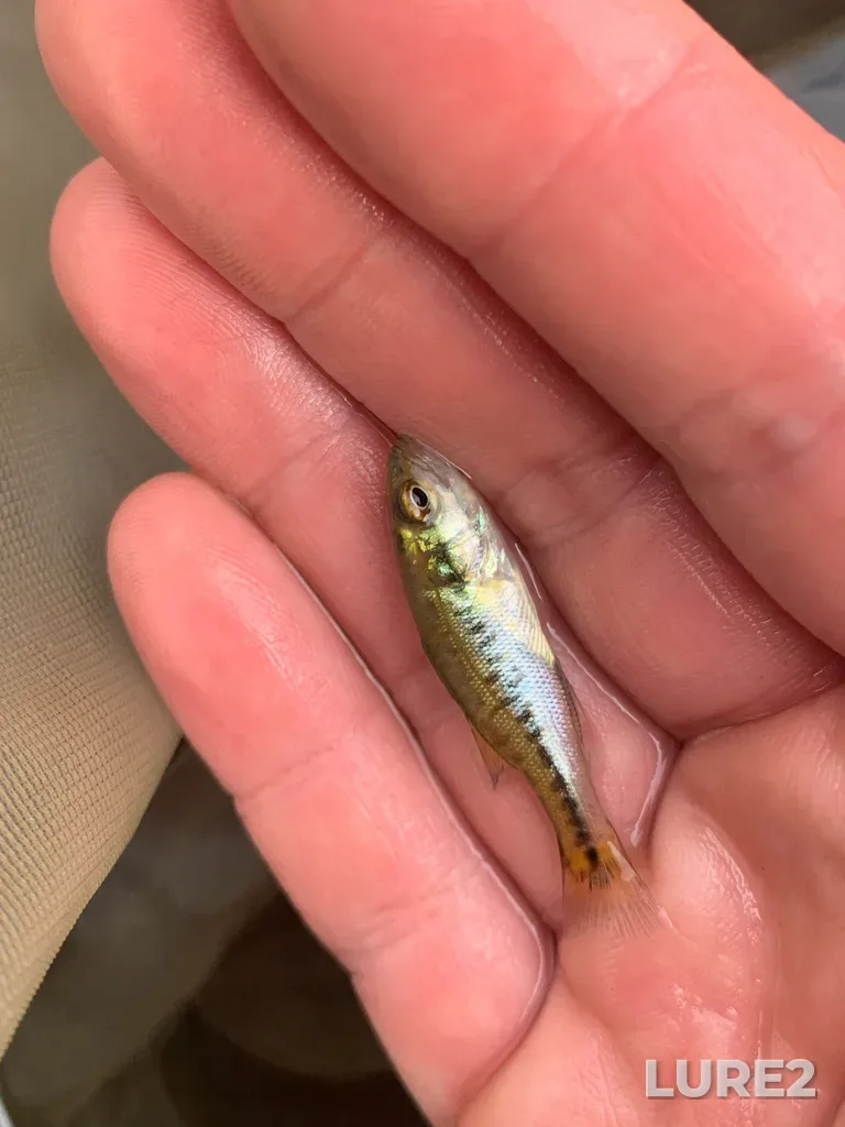 Largemouth bass — Silent Lake, Jul 29, 2025, 5:25 PM