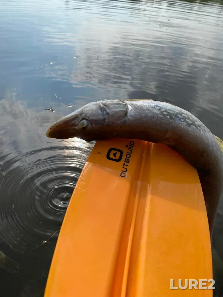 Pike — Sturgeon River, Aug 03, 2025, 10:15 AM