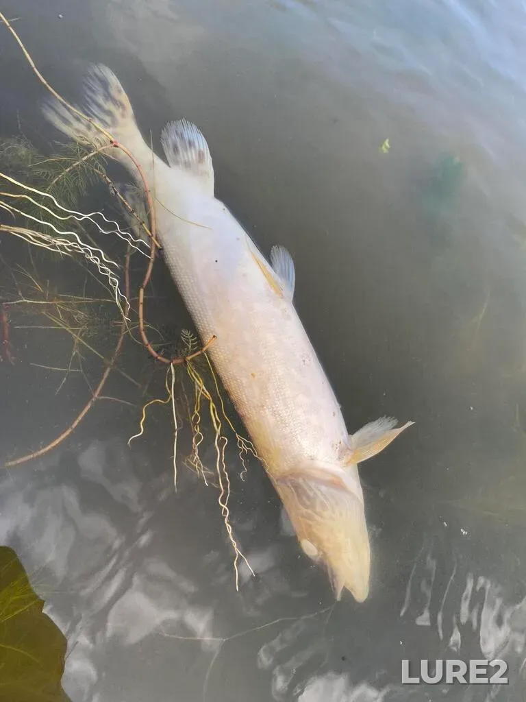 Pike — Sturgeon River, Aug 03, 2025, 10:15 AM
