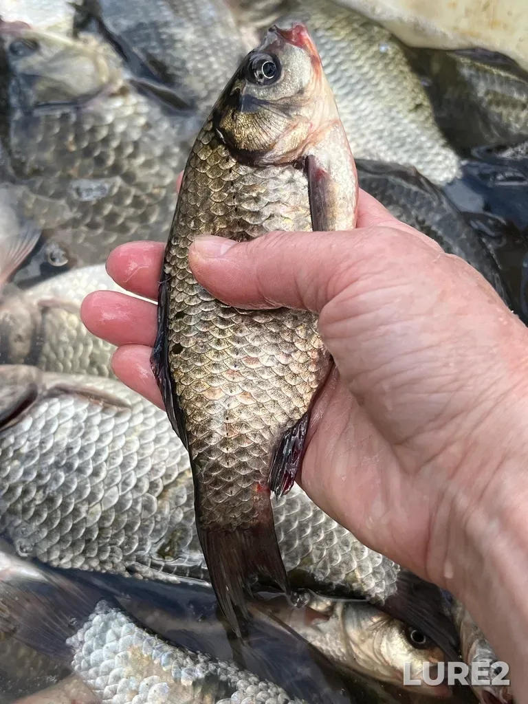Crucian carp — Pesyanka, Aug 05, 2025, 2:27 PM