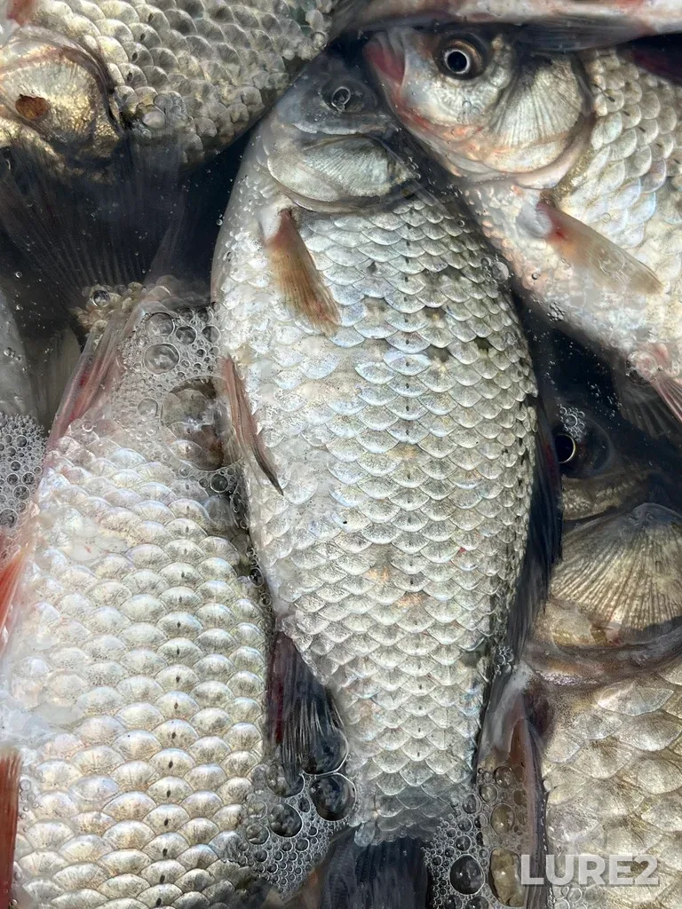 Crucian carp — Pesyanka, Aug 05, 2025, 2:27 PM