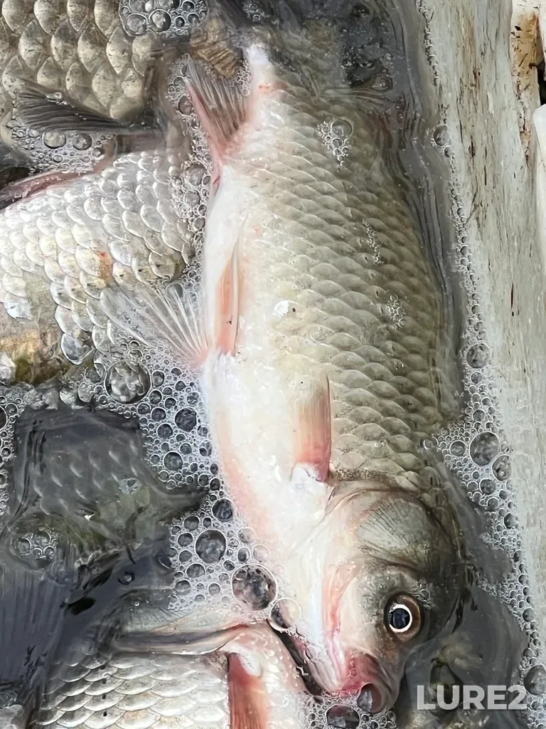 Crucian carp — Pesyanka, Aug 05, 2025, 2:26 PM