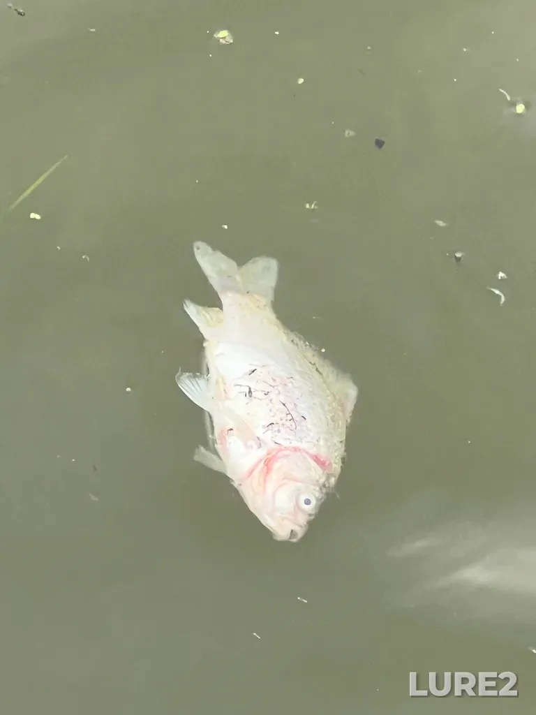 Crucian carp — Pesyanka, Aug 05, 2025, 2:23 PM
