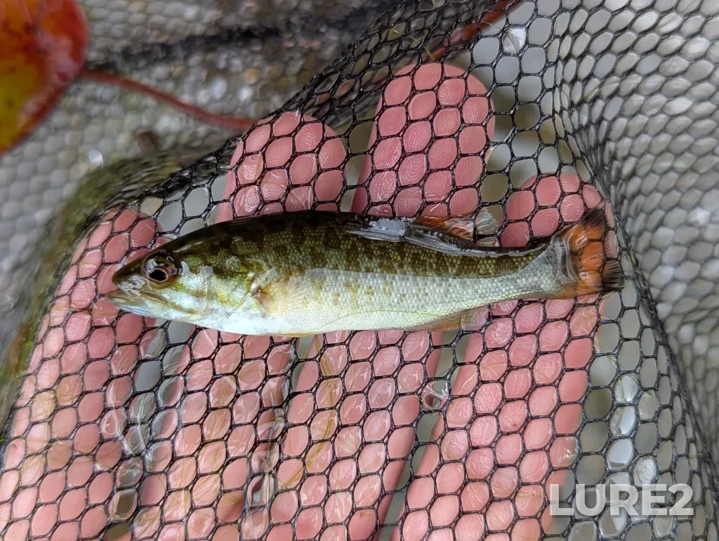 Smallmouth bass — Green Lake, Aug 06, 2025, 12:28 PM