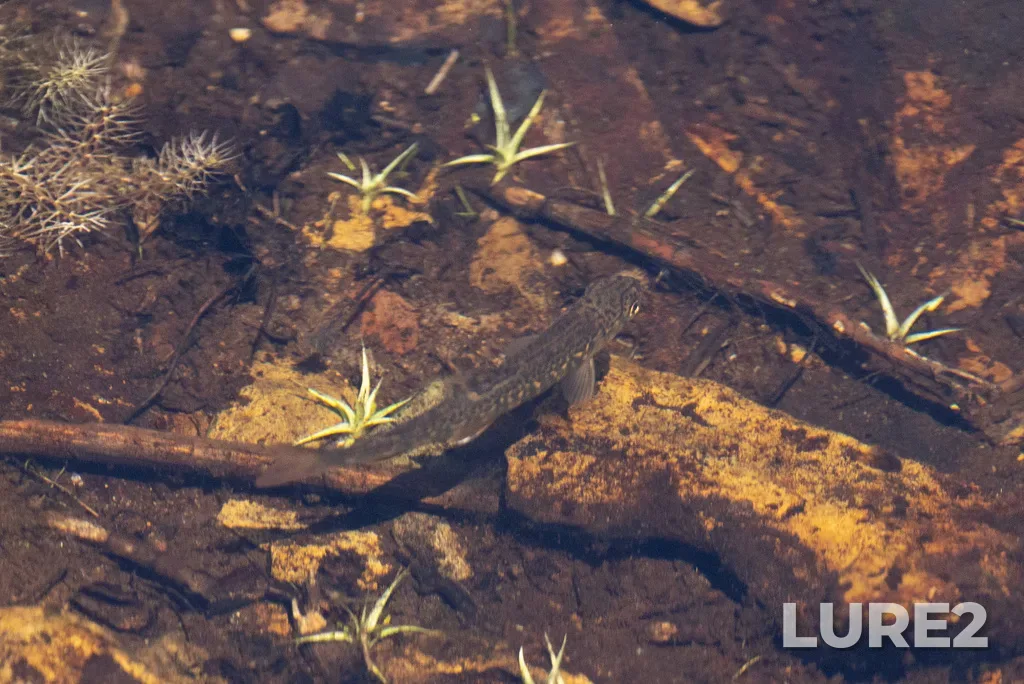 Brook trout — Halfway Pond, Aug 05, 2025, 1:08 PM