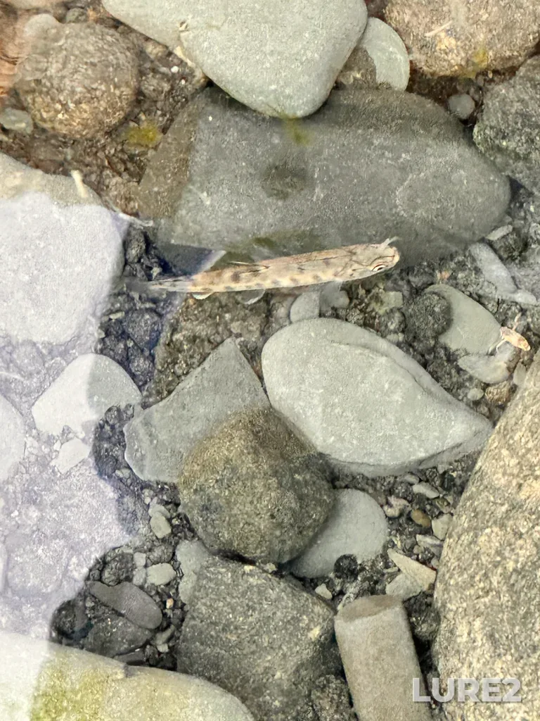 Rainbow trout — Surprise Lake, Aug 04, 2025, 1:10 PM