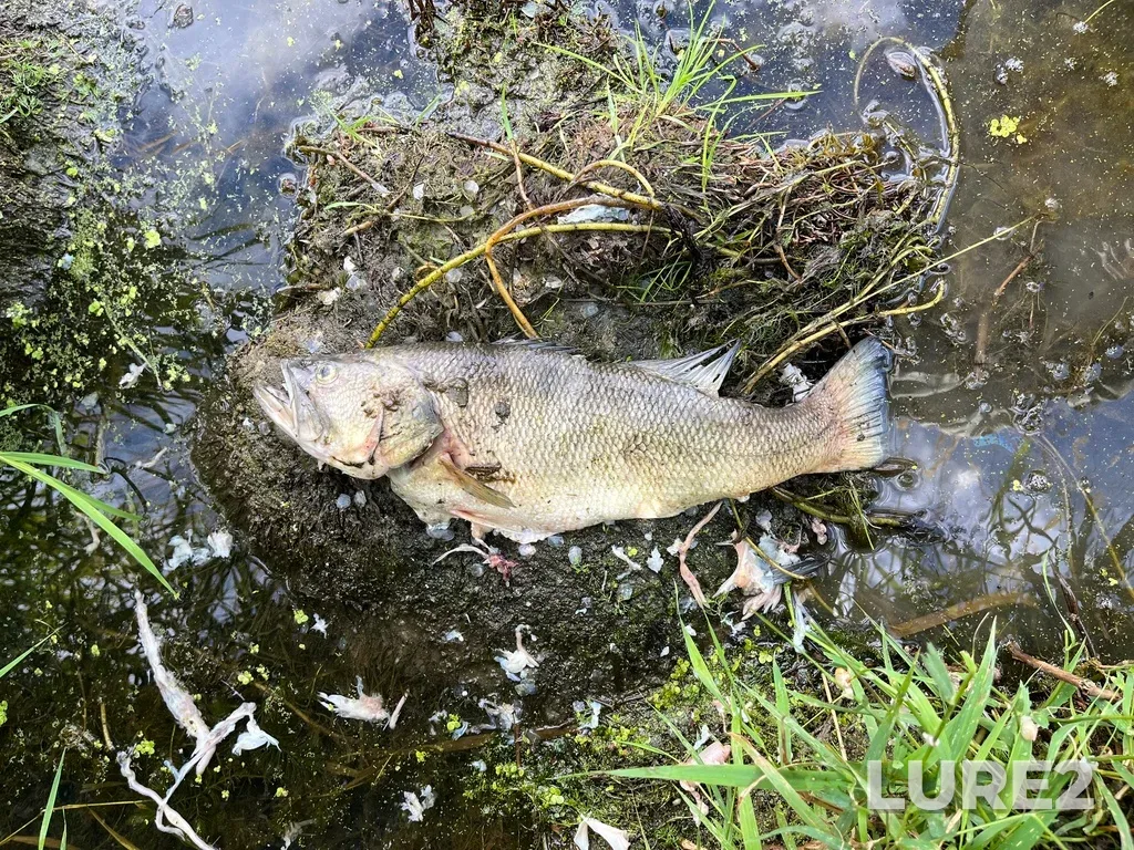 Largemouth bass — Leach Lake, Aug 07, 2025, 10:17 AM
