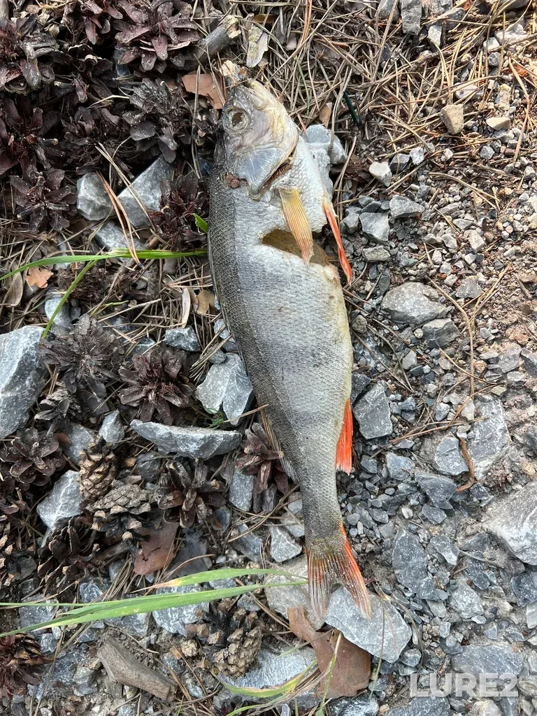 Perch — Turgoyak, Aug 02, 2025, 6:06 PM