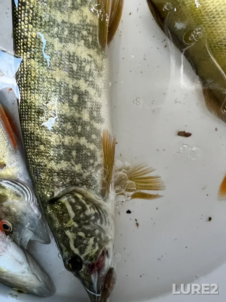 Pike — Turgoyak, Aug 02, 2025, 7:13 PM