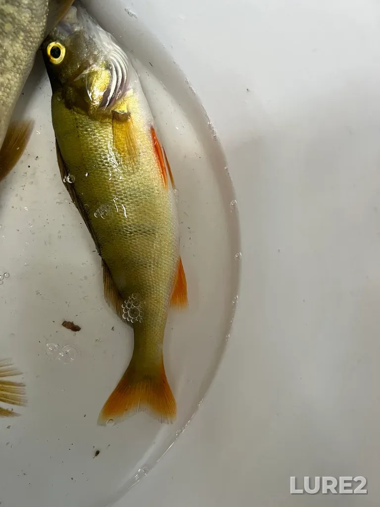 Perch — Turgoyak, Aug 02, 2025, 7:13 PM