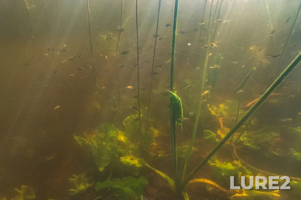 Perch — Lupche, Jul 30, 2025, 4:07 PM