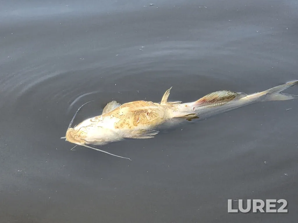 Channel catfish — South Nation River, Aug 09, 2025, 9:41 AM