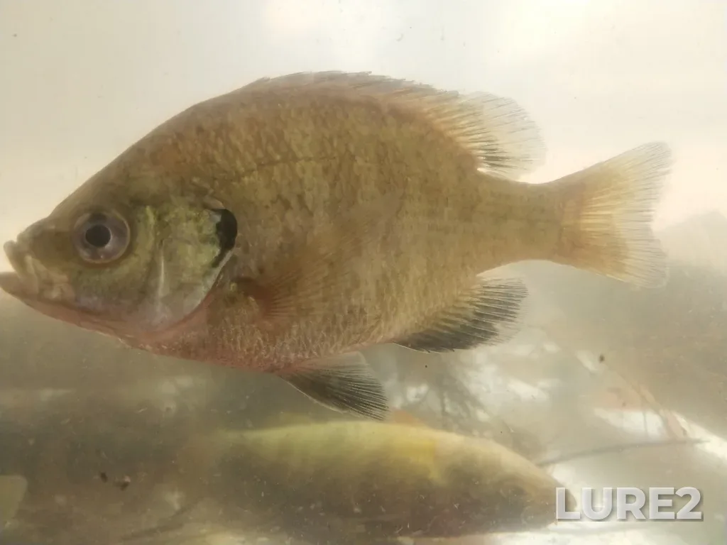 Bluegill — Lake Erie, Jul 17, 2019