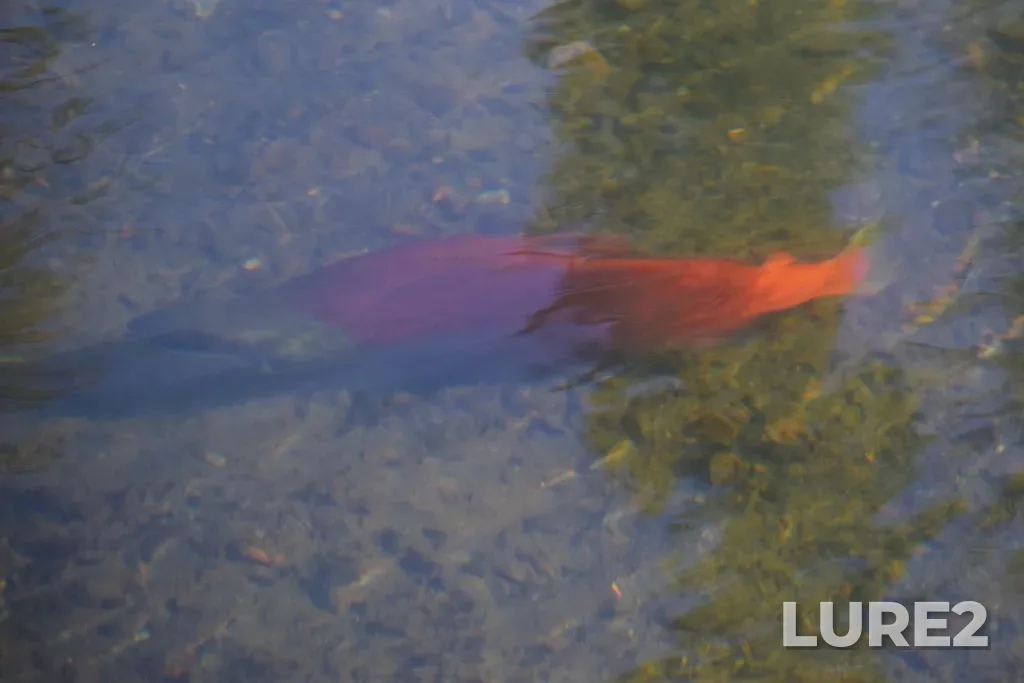 Sockeye salmon — Sockeye Lake, Aug 09, 2019, 9:27 AM
