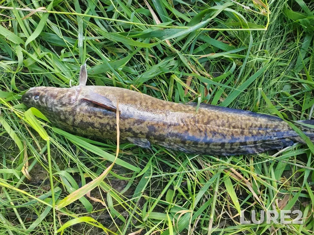 Burbot — Krasnoyarskiy kray, Rossiya, 662022, Aug 11, 2025, 7:59 PM
