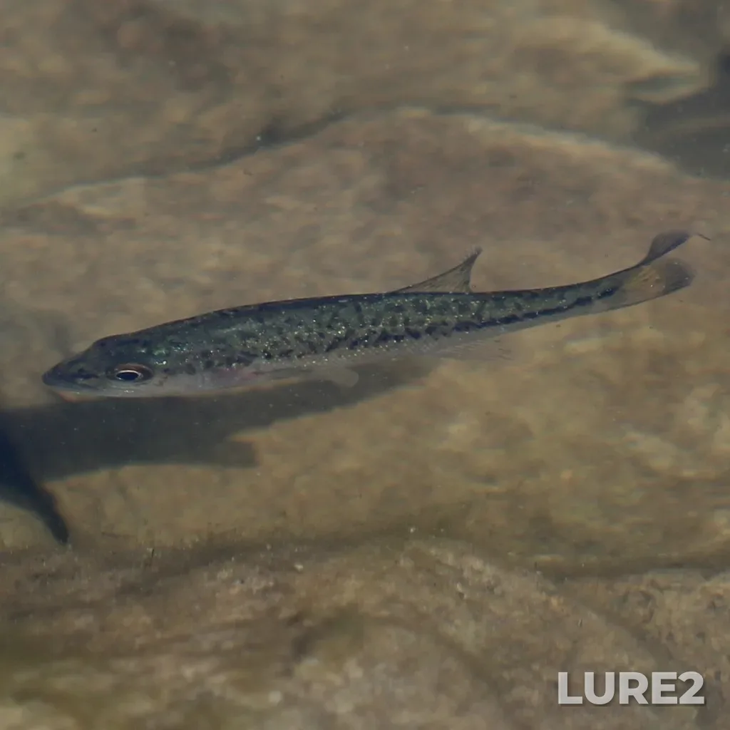 Largemouth bass — Seymour Lake, Aug 11, 2025, 9:43 AM