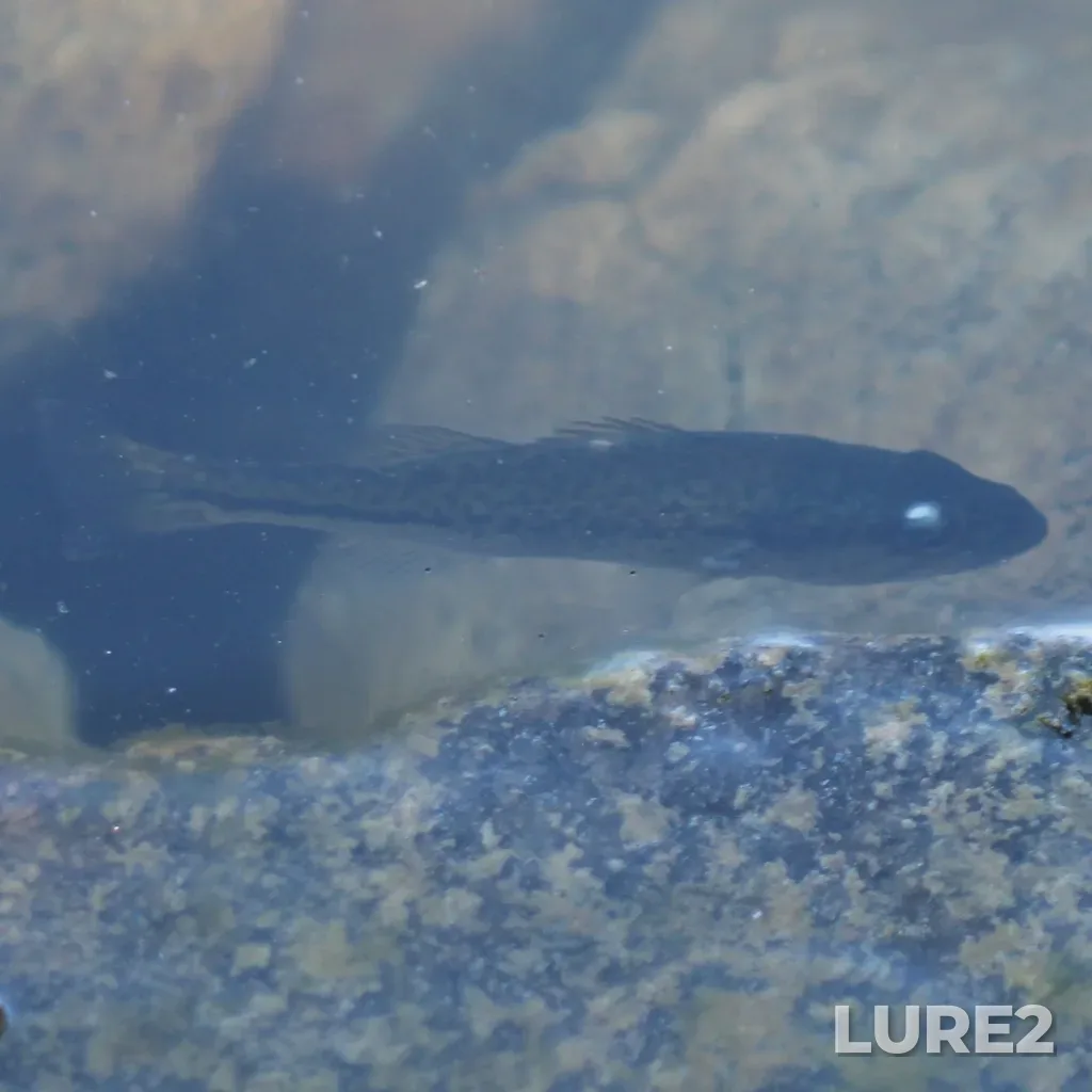 Largemouth bass — Seymour Lake, Aug 11, 2025, 9:59 AM