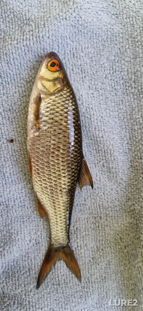 Roach — Onezhskiy kanal, Aug 11, 2025, 8:35 PM