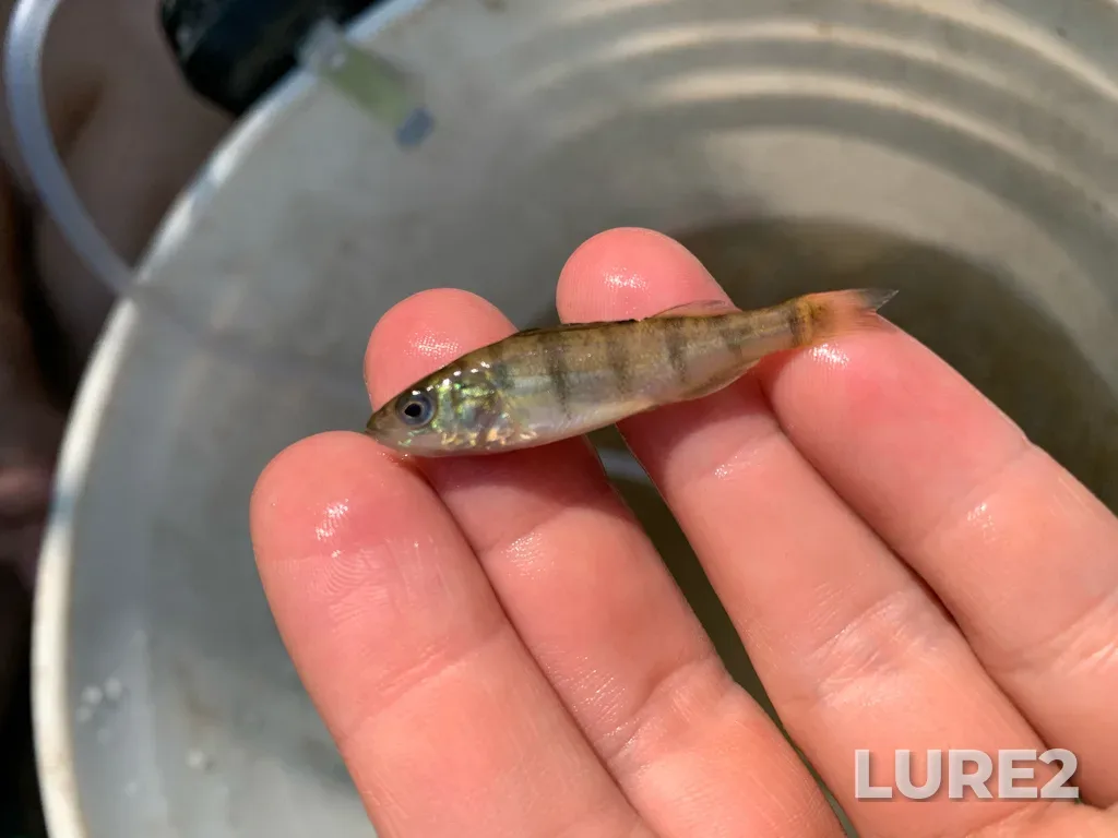 Yellow perch — Welland River, Aug 12, 2025, 11:45 AM