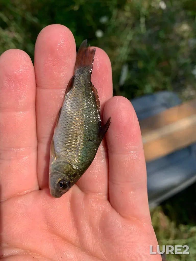Carp — Welland River, Aug 12, 2025, 2:03 PM
